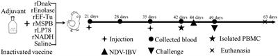 Evaluation of the protective efficacy of six major immunogenic proteins of Mycoplasma Synoviae